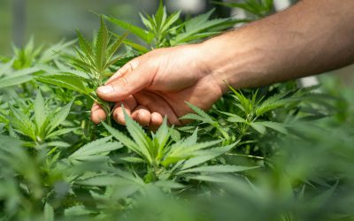 Cannabis Advocates Urge Government to Maintain Decriminalization