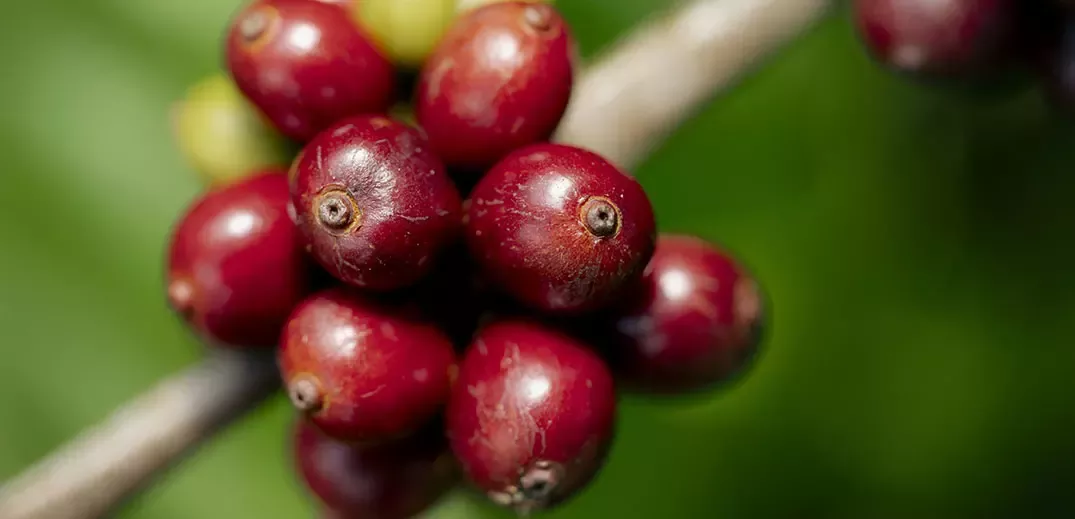 Coffee beans on a tree in official Nescafé agriculture media